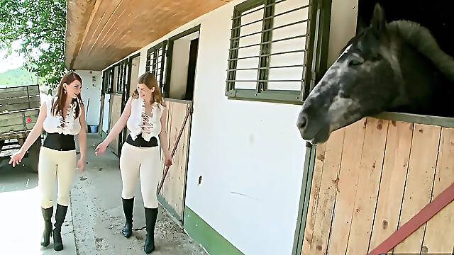Swiss Videos
